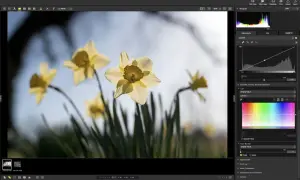 Żółte narcyzy w programie nx studio. Widok edycji zdjęcia z panelami korekcji kolorów i histogramem.