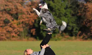 Niesamowite zdjęcia psa! Border collie w akrobacji na nogach swojej pani.