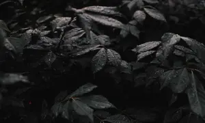 Ciemne, mokre liście po deszczu tworzą nastrój low key. Krople wody lśnią na ich powierzchni, podkreślając głębię barw.