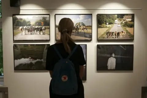 Kobieta ogląda prace na konkursie fotograficznym dla amatorów. Widać krowy na drodze i czarno-białe zdjęcie.