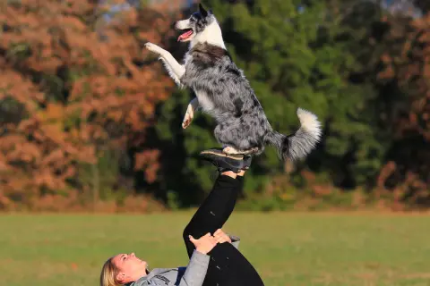 Niesamowite zdjęcia psa! Border collie w akrobacji na nogach swojej pani.