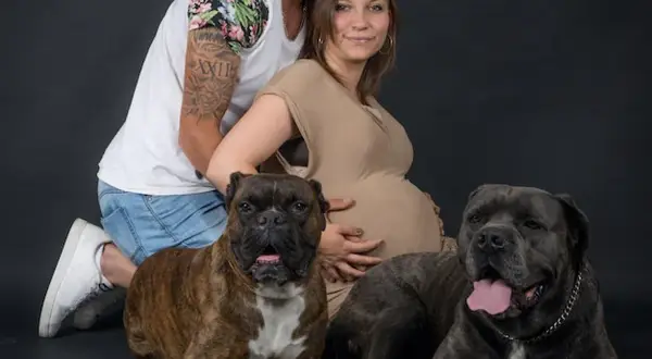 Szczęśliwa przyszła mama i partner na sesji ciążowej z psem. Dwa psy, bokser i mastif, towarzyszą im w radosnym oczekiwaniu.