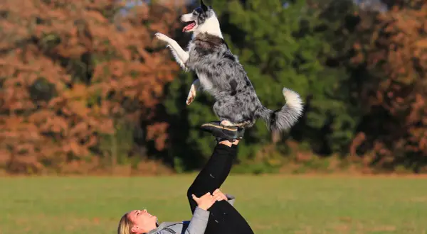 Niesamowite zdjęcia psa! Border collie w akrobacji na nogach swojej pani.