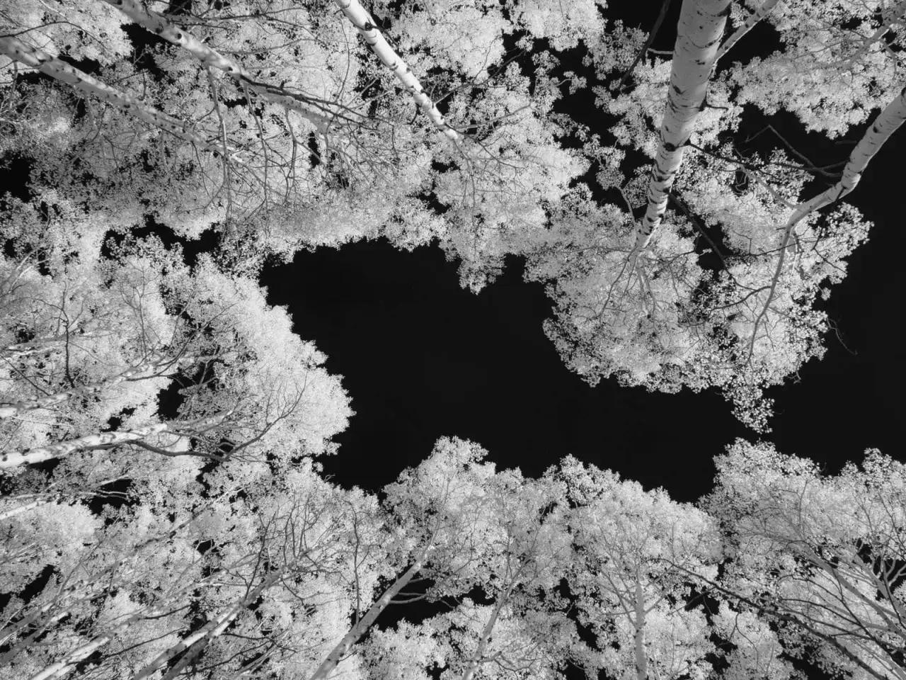 Niesamowita fotografia w podczerwieni ukazuje korony drzew, które wydają się świecić na tle czarnego nieba.
