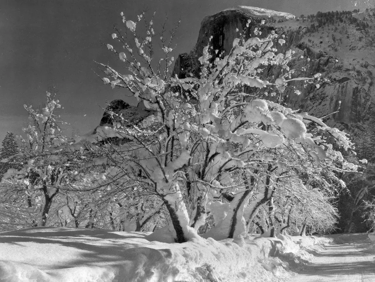 Zimowy krajobraz Yosemite, jak uchwycił go Edward Weston. Śnieg oblepia gałęzie drzew, tworząc rzeźby na tle skalistego szczytu.