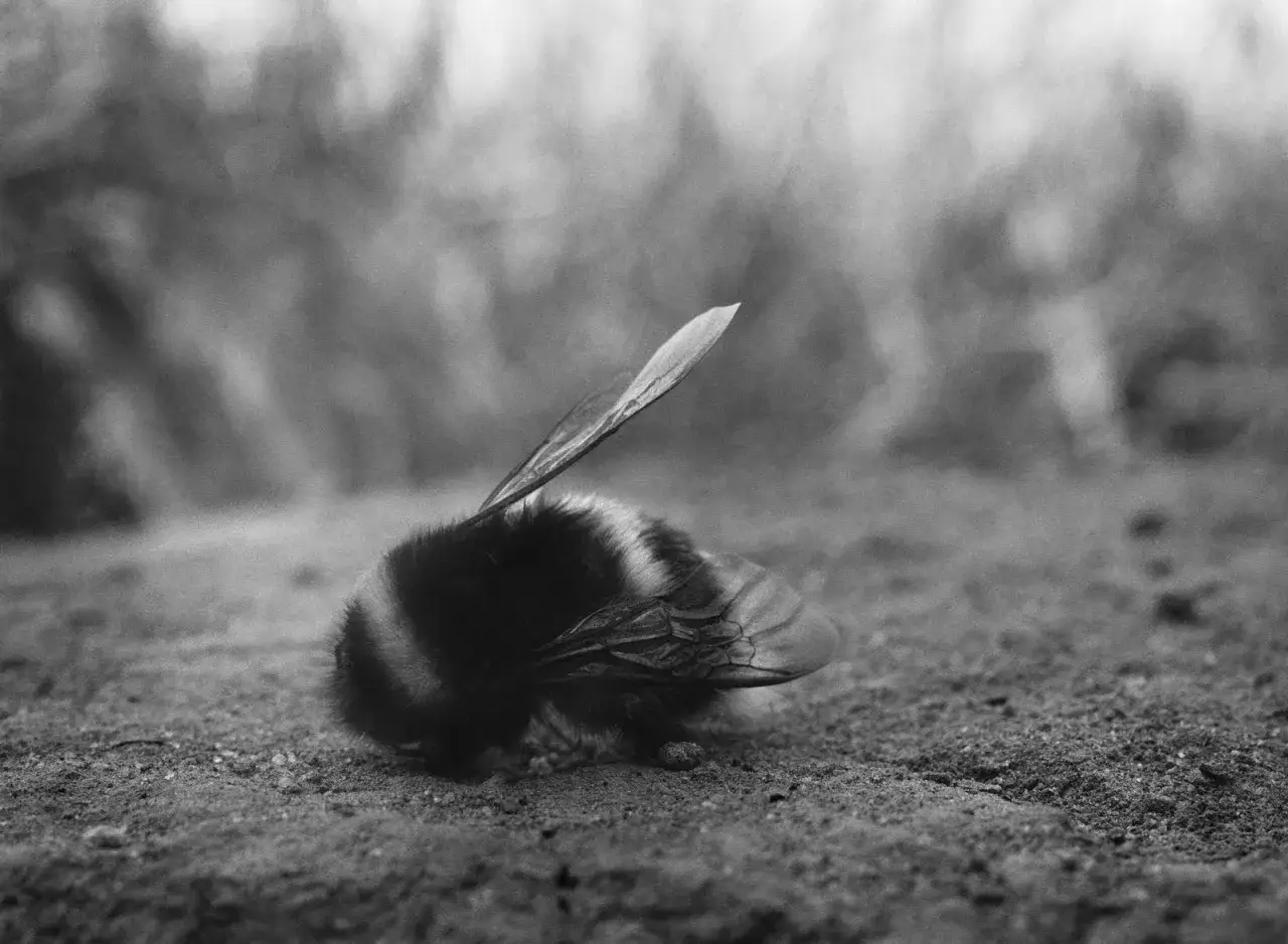 Czarno-białe zdjęcie przedstawia trzmiela, który leży na ziemi. Jego skrzydła są uniesione, a futrzane ciało jest lekko przyklęknięte. To dzieło Jacka Kusza.