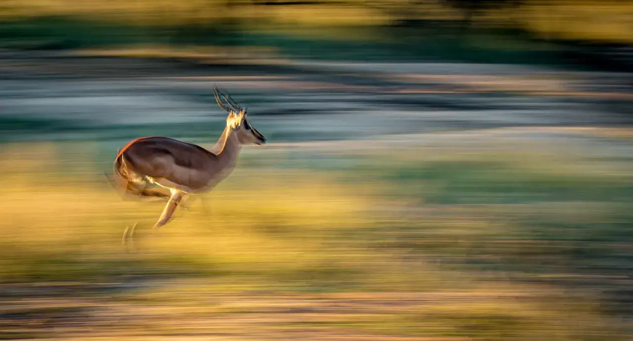 Impala w biegu, uchwycona w ruchu. Ta fotografia zwierząt oddaje dynamikę i piękno afrykańskiej sawanny.