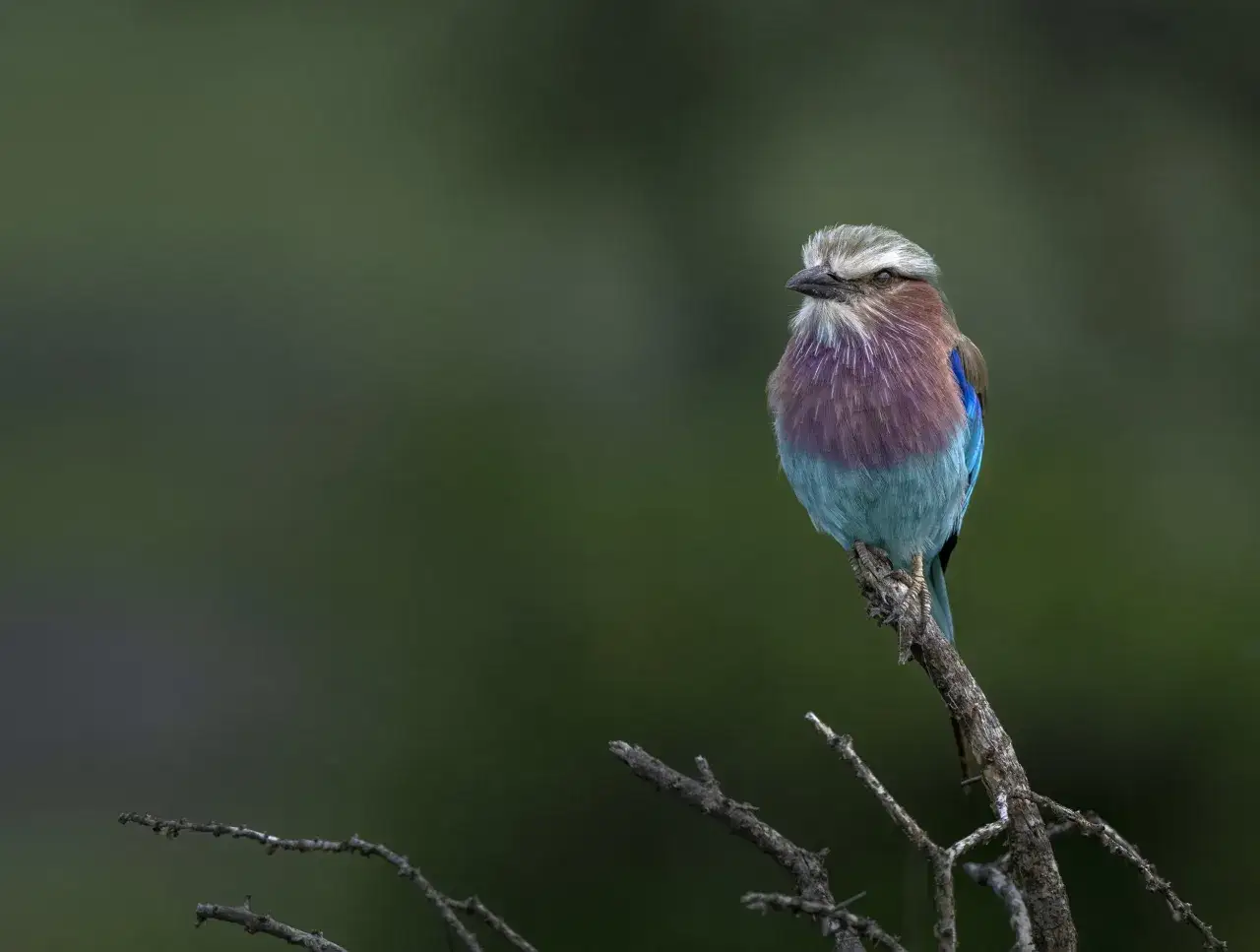 Kolorowy ptak, Lilac-breasted Roller, siedzi na gałęzi. To piękna fotografia zwierząt.