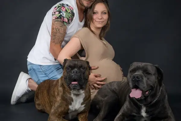 Szczęśliwa przyszła mama i partner na sesji ciążowej z psem. Dwa psy, bokser i mastif, towarzyszą im w radosnym oczekiwaniu.