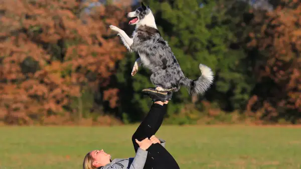Niesamowite zdjęcia psa! Border collie w akrobacji na nogach swojej pani.